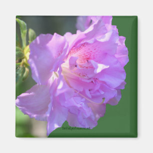 Rosa Azaleen-Blumen-Foto-Magnet Magnet