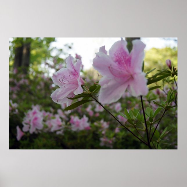 Rosa Azaleen im Frühling Poster (Vorne)