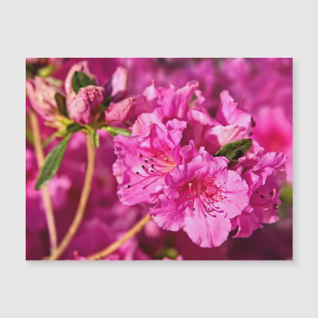 Rosa Azaleen Magnetkarte (Vorderseite)