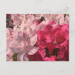 Rosa Azaleen Postkarte