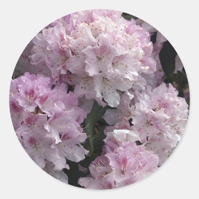 Rosa Azaleen, Rhododendron Garden Blume Runder Aufkleber (Vorderseite)