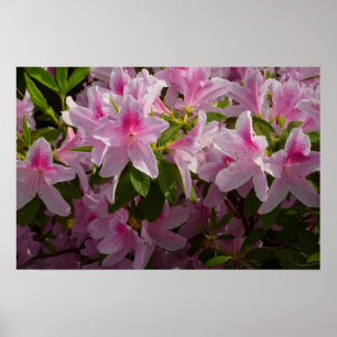 Rosa Azaleenstrauch Frühlingsblumen Poster