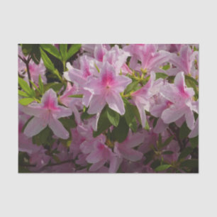 Rosa Azaleenstrauch Frühlingsblumen Seidenpapier
