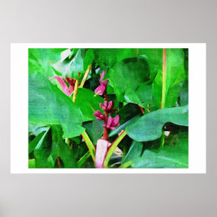 Rosa Banane, rosa Samt Musa, Ölgemälde Poster