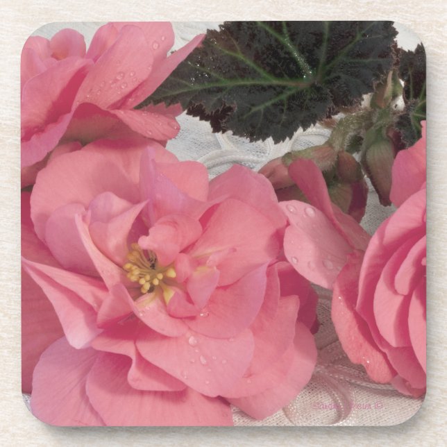 Rosa Begonia-Blume Untersetzer (Vorderseite)