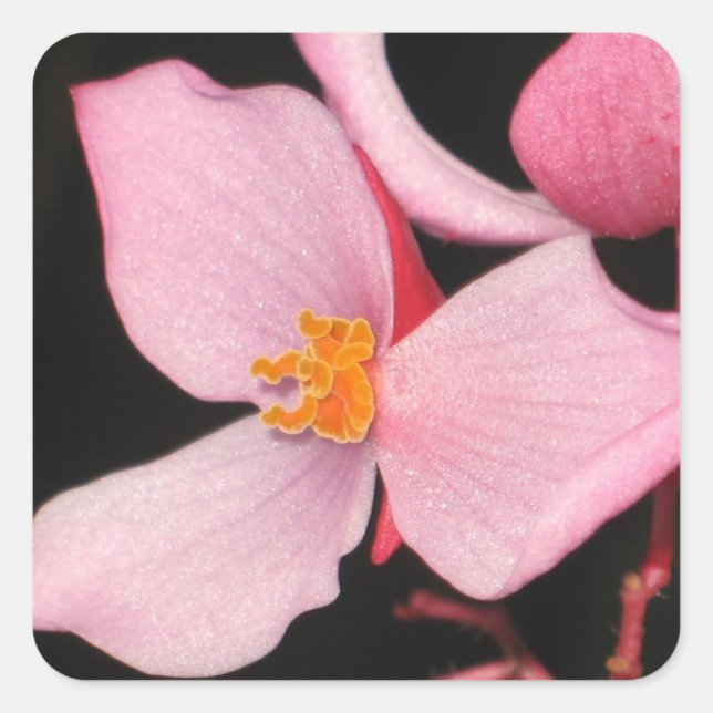 Rosa Begonia Sticker (Vorderseite)