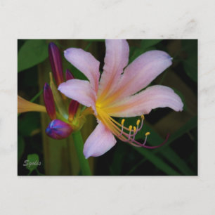 Rosa Belladonna Lily Bloom Postkarte