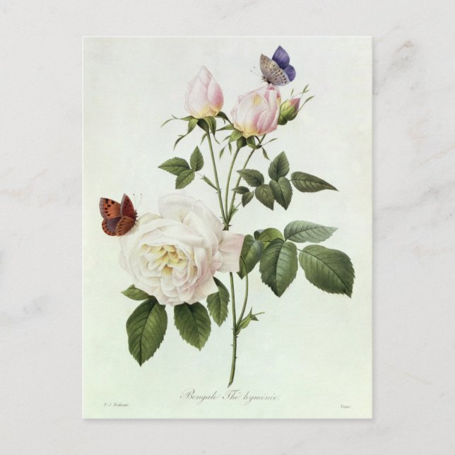 Rosa: Bengale die Hymenes Postkarte (Vorderseite)