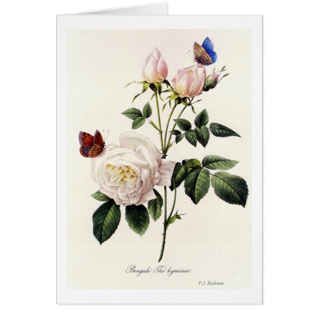 Rosa Bengale - Pierre Joseph Redouté. (Vorne)