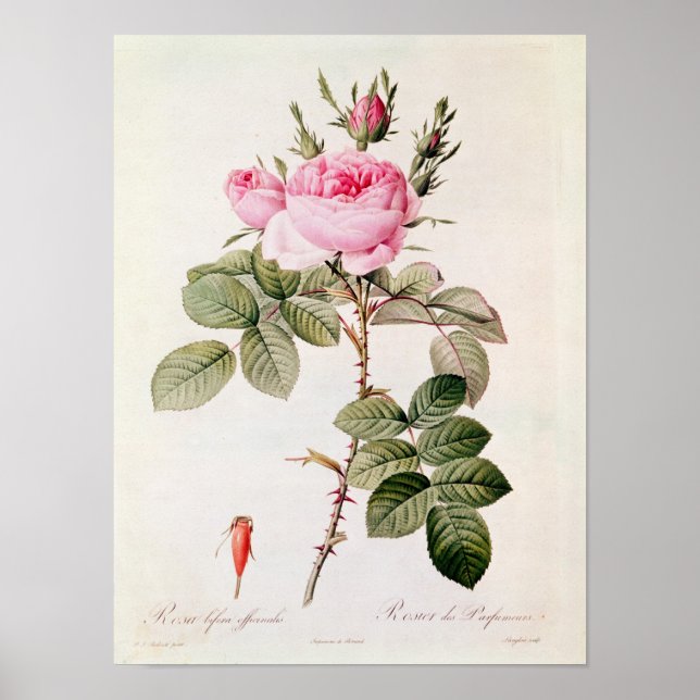 Rosa Bifera Officinalis von "Les Rose" Poster (Vorne)