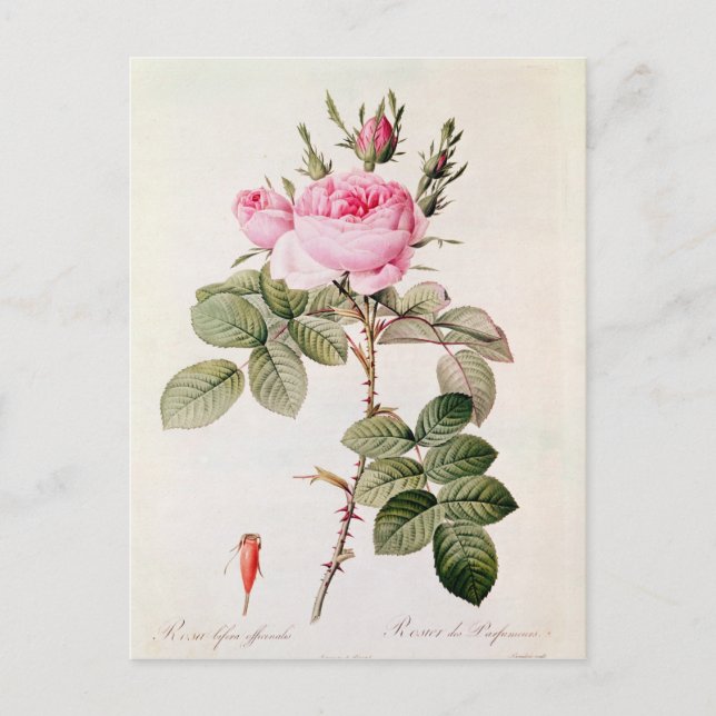 Rosa Bifera Officinalis von "Les Rose" Postkarte (Vorderseite)