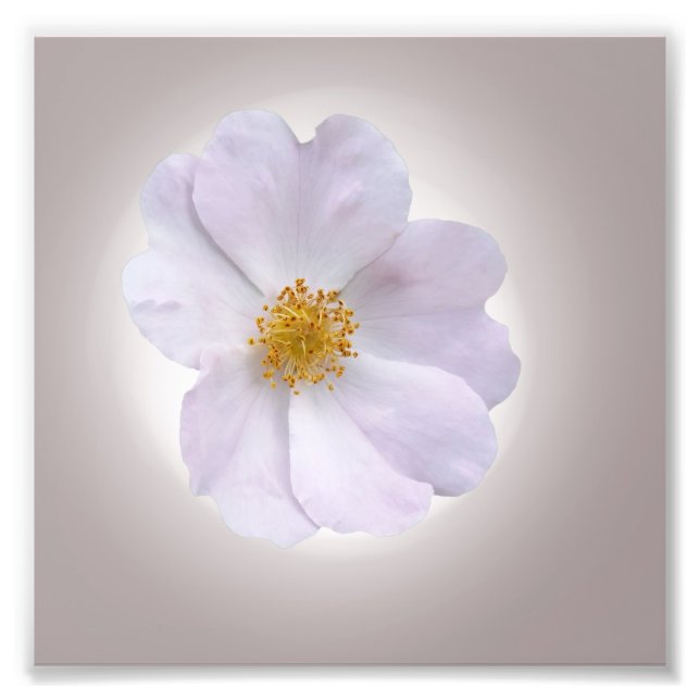 rosa bis lila fotodruck (Vorne)