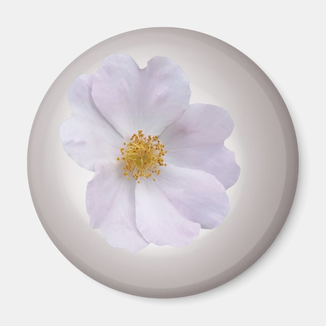 rosa bis lila magnet (Vorne)