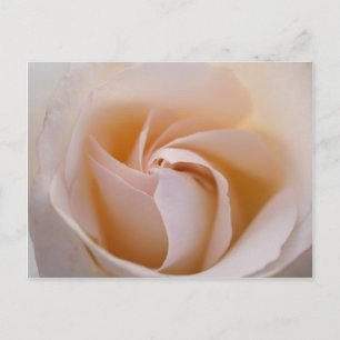 Rosa blanca postkarte