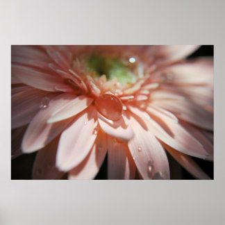 Rosa Blasen Poster