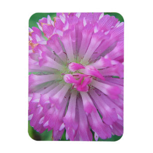 Rosa Blätter Magnet