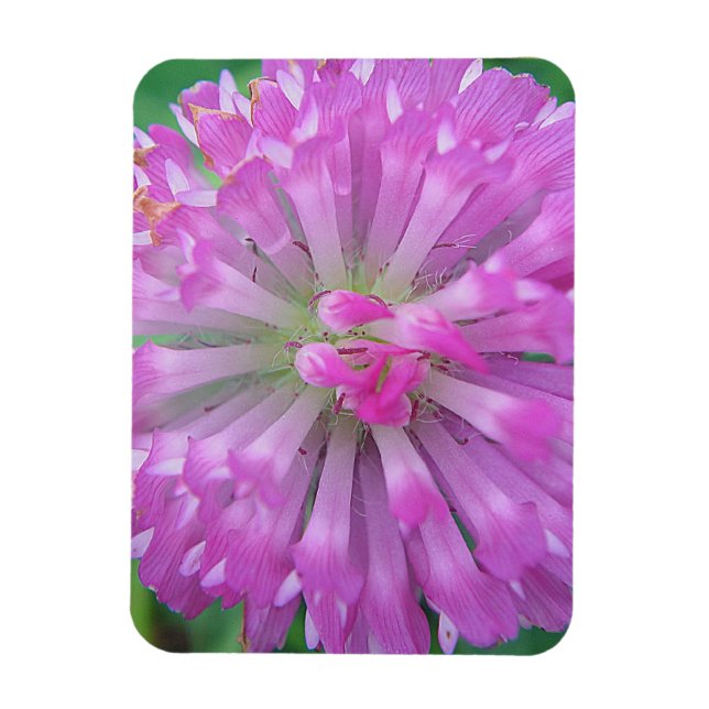 Rosa Blätter Magnet (Vertikal)