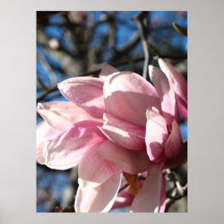Rosa Blossom 3 Poster