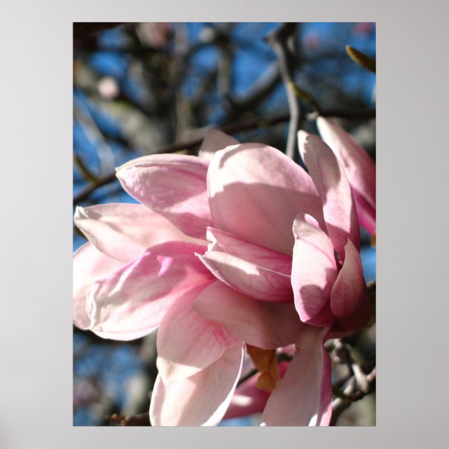Rosa Blossom 3 Poster (Vorne)
