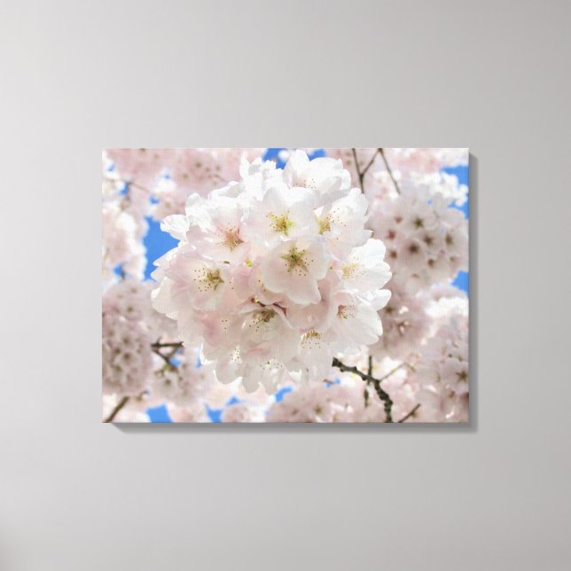 Rosa Blossom Balls. Leinwanddruck (Vorderseite)