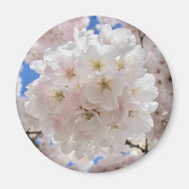 Rosa Blossom Balls. Magnet (Vorne)