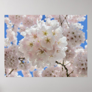 Rosa Blossom Balls Poster
