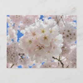 Rosa Blossom Balls. Postkarte