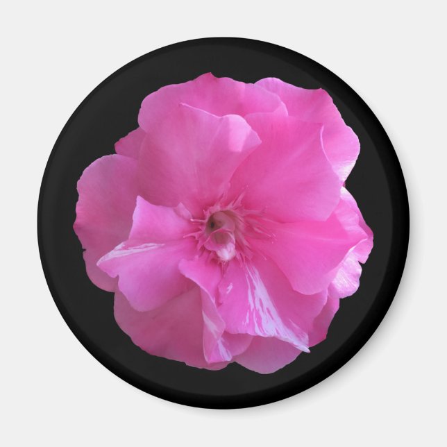Rosa Blossom Magnet (Vorne)