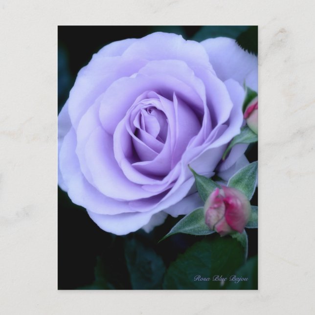 Rosa Blue Bajou: Postcard Postkarte (Vorderseite)