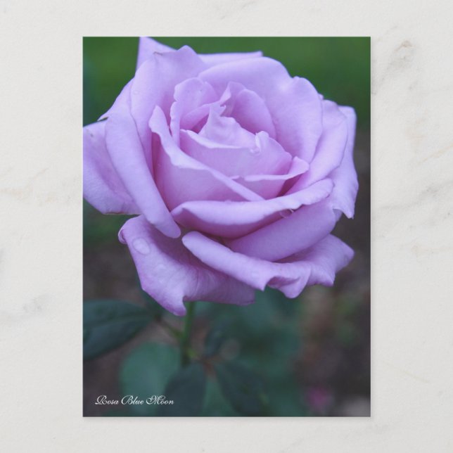 Rosa Blue Moon [Postcard] Postkarte (Vorderseite)