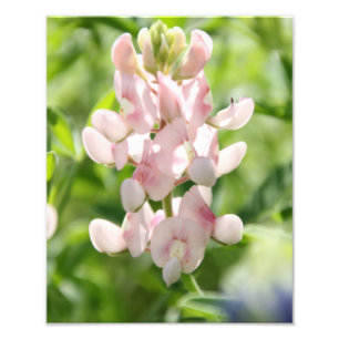 Rosa Bluebonnet-Foto-Druck Fotodruck