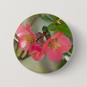 Rosa blühende Quitte Glow Button