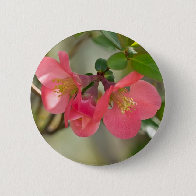 Rosa blühende Quitte Glow Button (Vorderseite)