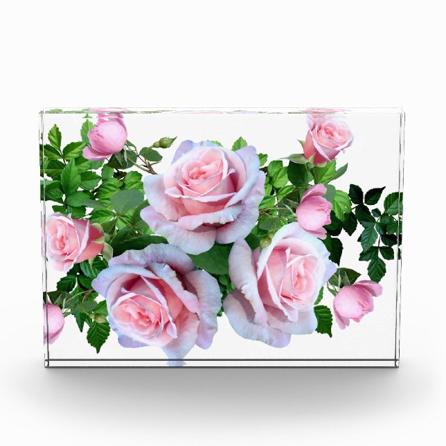 Rosa blühende Rose Fotoblock (Vorderseite)