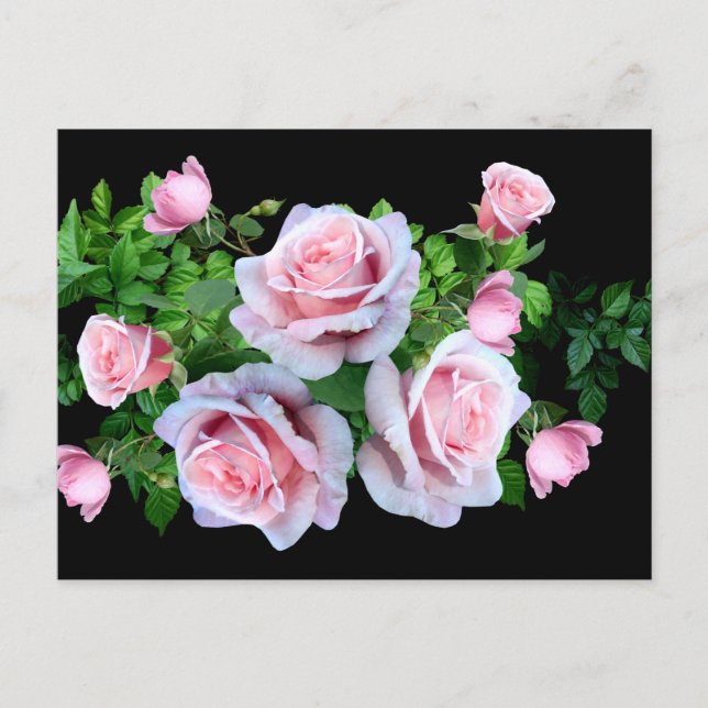 Rosa blühende Rose Postkarte (Vorderseite)