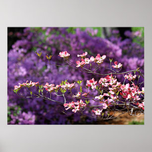 Rosa blühendes Dogwood und Lila Azaleen Poster