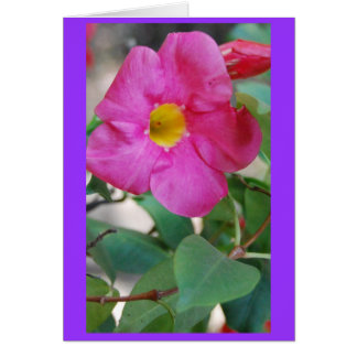 Rosa Blume