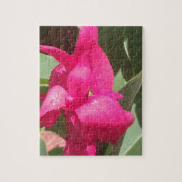 Rosa Blume