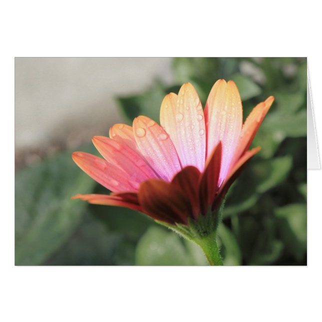 Rosa Blume (Vorderseite (Horizontal))