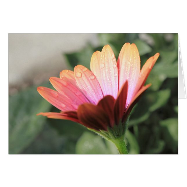 Rosa Blume (Vorderseite (Horizontal))