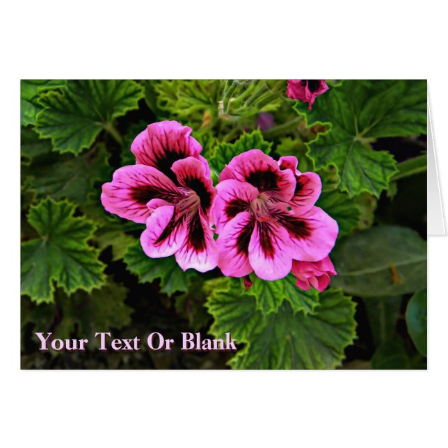 Rosa Blume 1 (Vorderseite (Horizontal))