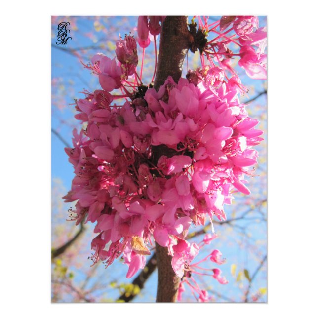 Rosa Blume auf einem Baum Fotodruck (Vorne)