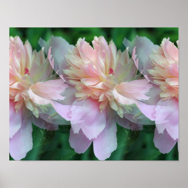 Rosa Blume aus Peony multipliziert Poster (Vorne)