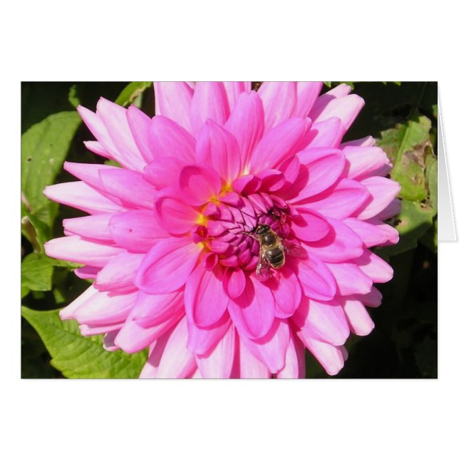 Rosa Blume & Bienenkarte (Vorderseite (Horizontal))