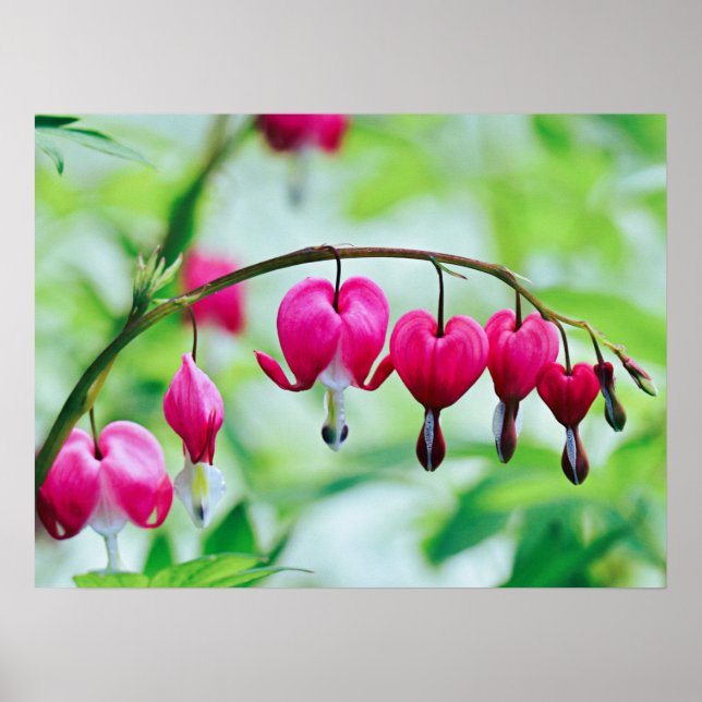 Rosa Blume Blutungen Herz elegant Hübsch Poster (Vorne)