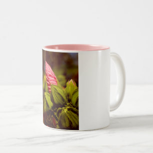 Rosa Blume Bud Foto Tasse