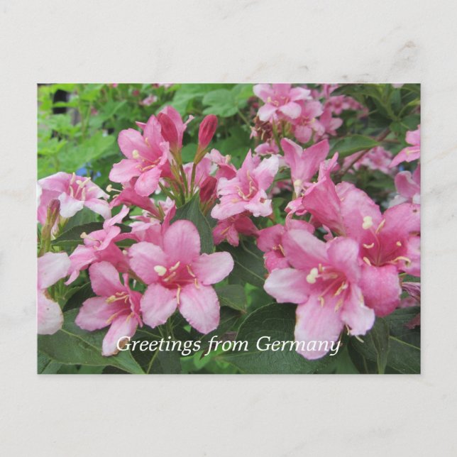 Rosa Blume Deutschlands Postkarte (Vorderseite)