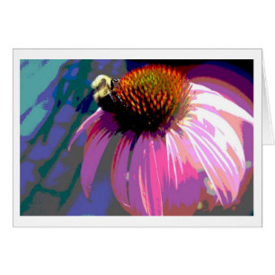 Rosa Blume Echinacea Fotografie
