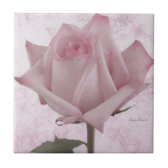 Rosa-Blume Fliese (Vorderseite)