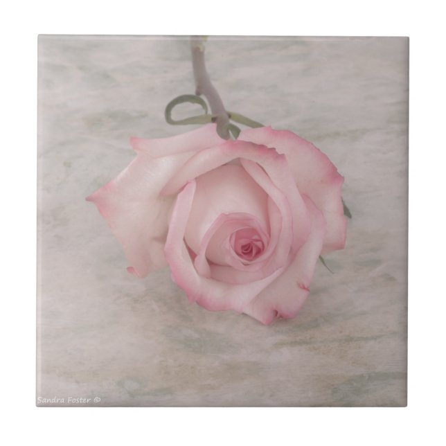 Rosa-Blume Fliese (Vorderseite)